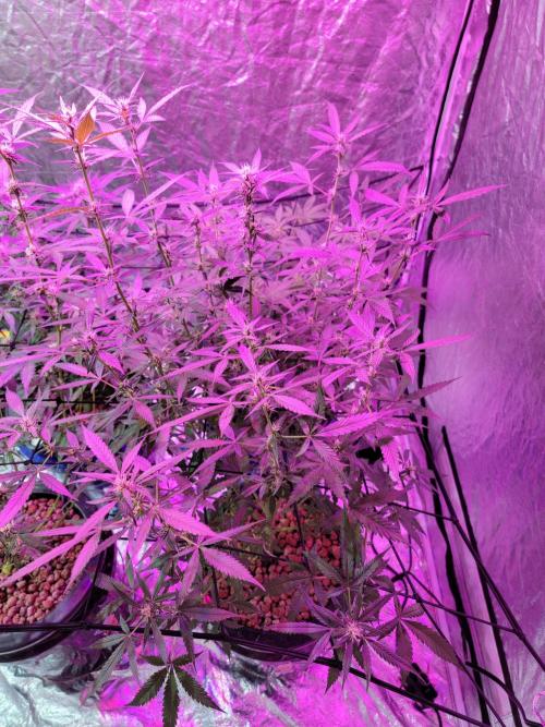 Bruce Banner Auto. Week 7