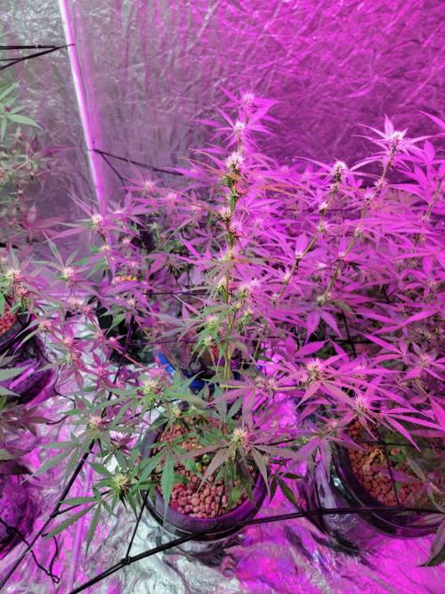 Bruce Banner Auto. Week 7
