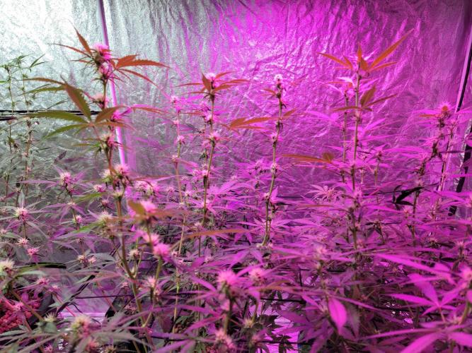 Bruce Banner Auto. Week 7