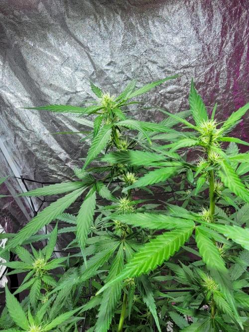 Bruce Banner Auto. Week 7