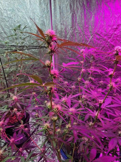 Bruce Banner Auto. Week 7