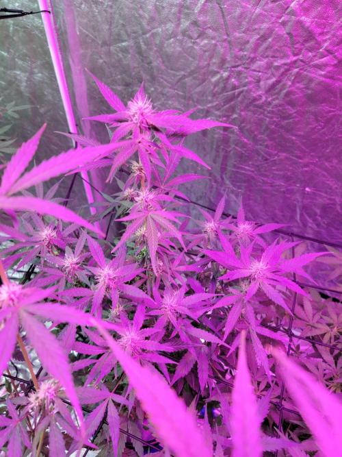Bruce Banner Auto. Week 7
