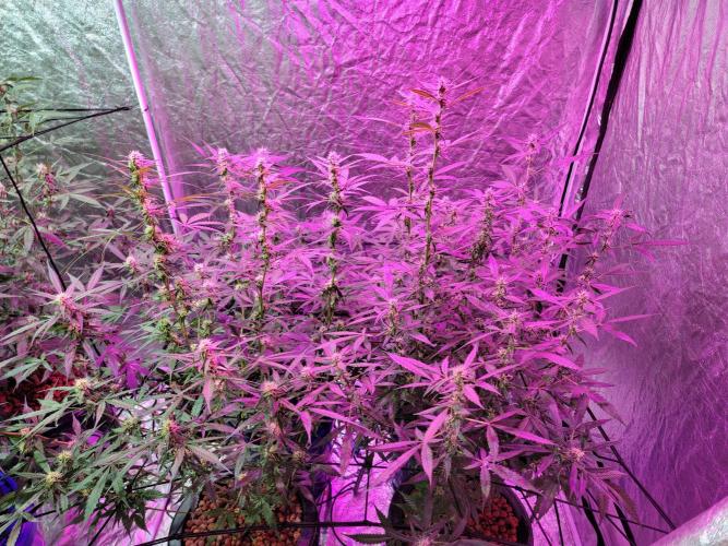 Bruce Banner Auto. Week 8