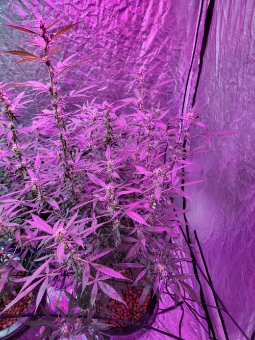 Bruce Banner Auto. Week 8