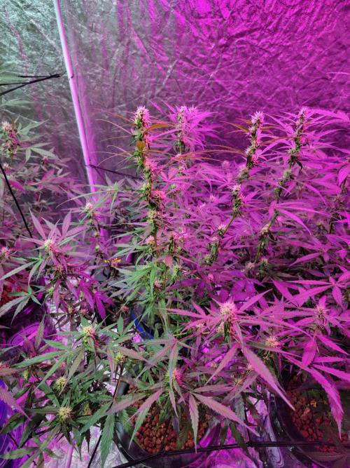 Bruce Banner Auto. Week 8