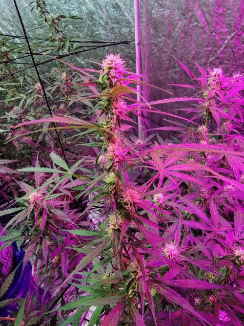 Bruce Banner Auto. Week 8