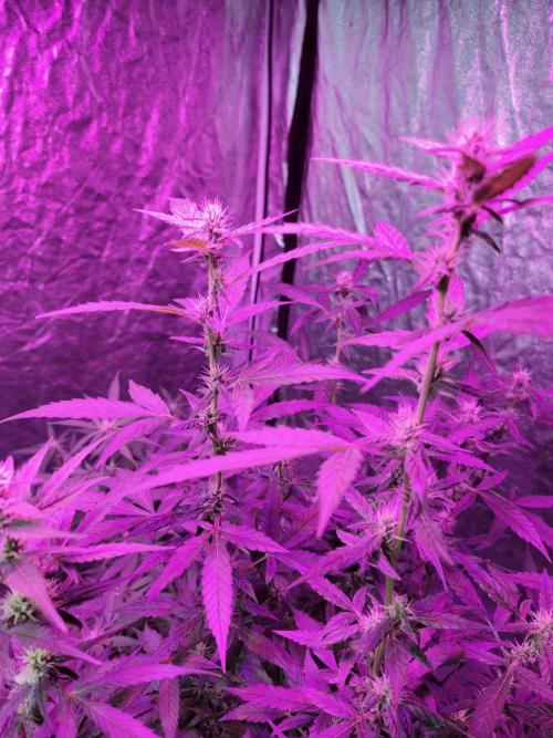 Bruce Banner Auto. Week 8