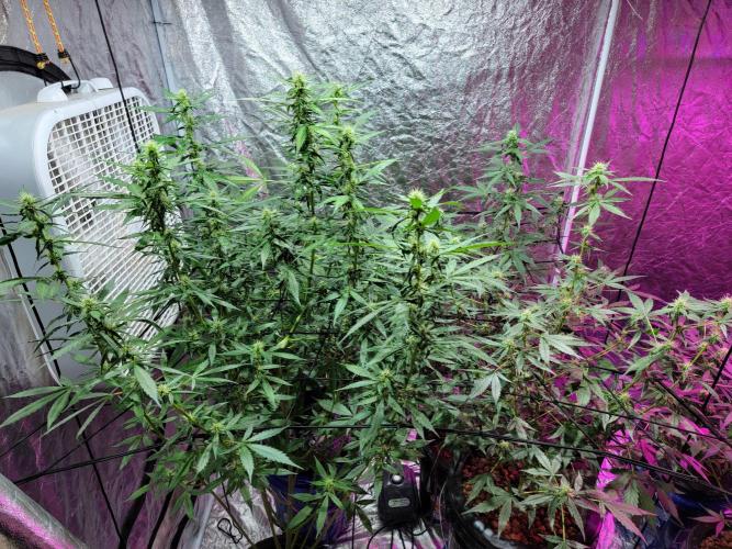 Bruce Banner Auto. Week 8