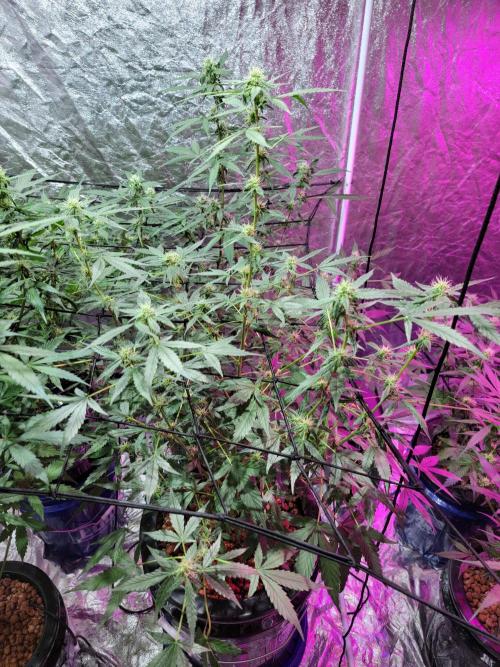 Bruce Banner Auto. Week 8