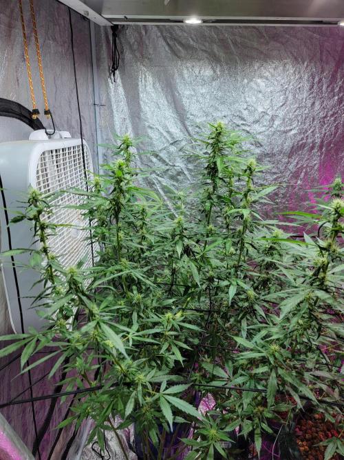 Bruce Banner Auto. Week 8