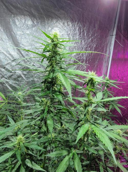 Bruce Banner Auto. Week 8