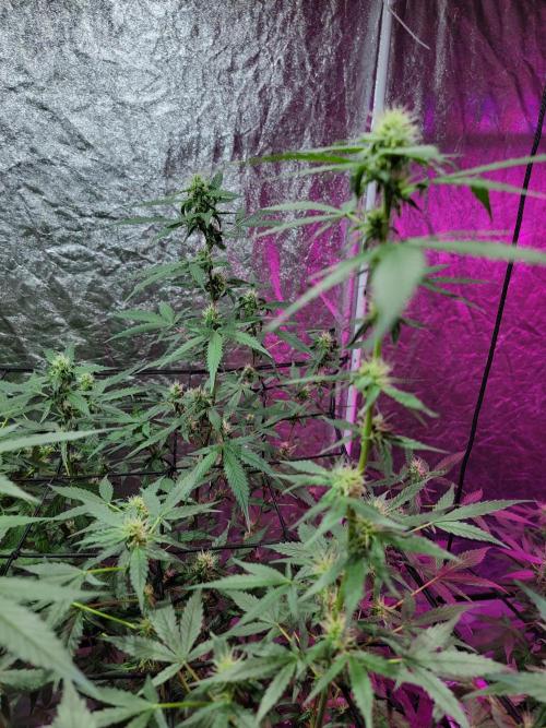 Bruce Banner Auto. Week 8