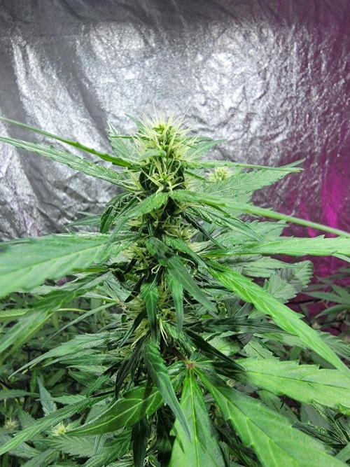 Bruce Banner Auto. Week 8