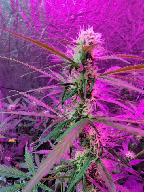 Bruce Banner Auto. Week 8