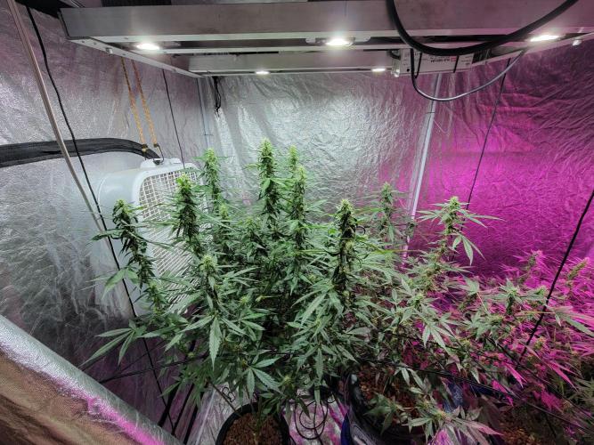 Bruce Banner Auto. Week 9