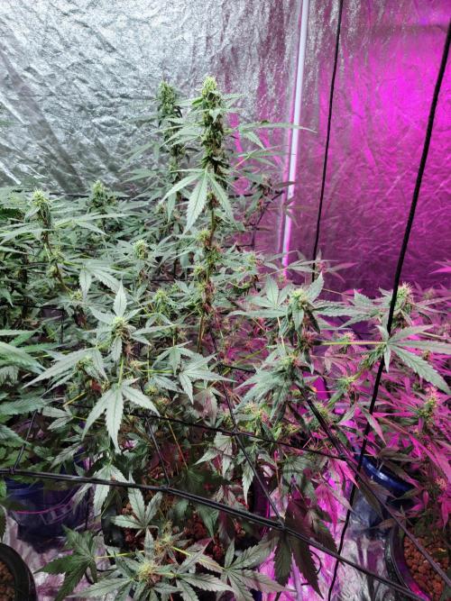 Bruce Banner Auto. Week 9