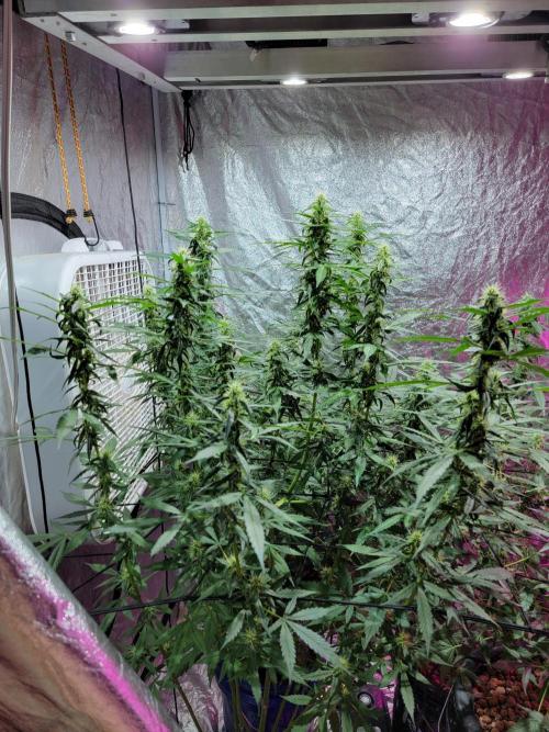 Bruce Banner Auto. Week 9
