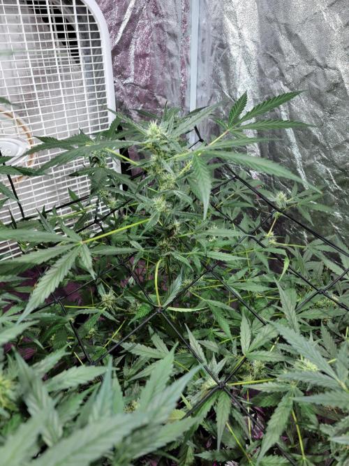 Bruce Banner Auto. Week 9