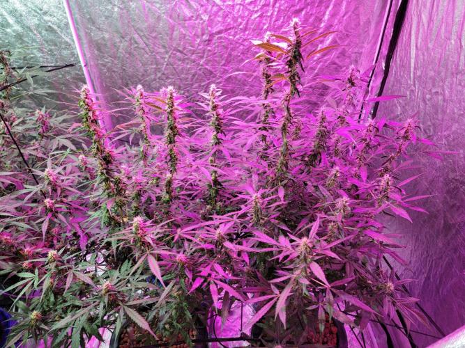 Bruce Banner Auto. Week 9