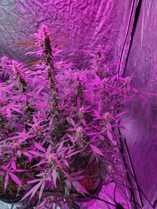 Bruce Banner Auto. Week 9
