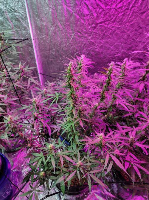 Bruce Banner Auto. Week 9