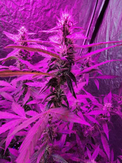 Bruce Banner Auto. Week 9