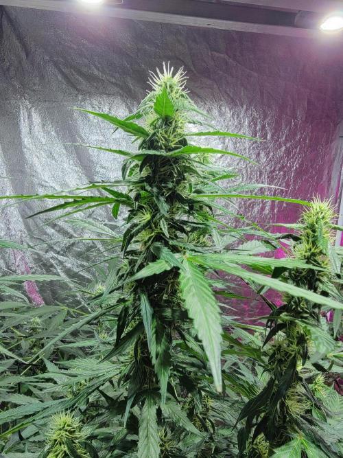 Bruce Banner Auto. Week 9