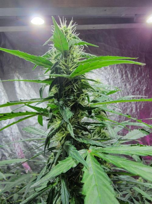Bruce Banner Auto. Week 9