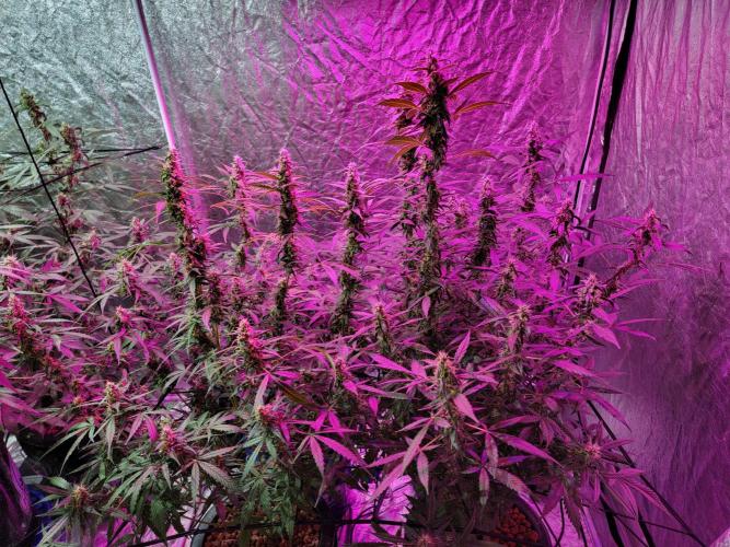 Bruce Banner Auto. Week 10
