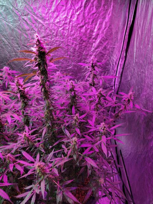 Bruce Banner Auto. Week 10