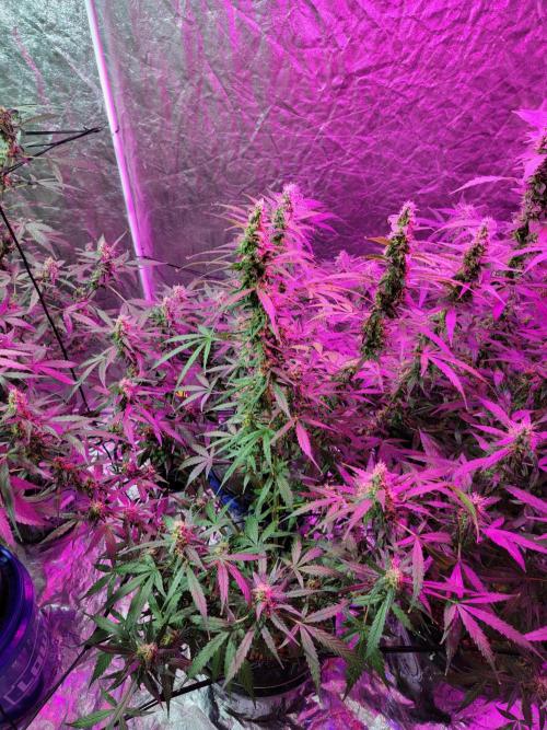 Bruce Banner Auto. Week 10