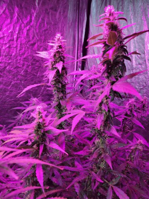 Bruce Banner Auto. Week 10