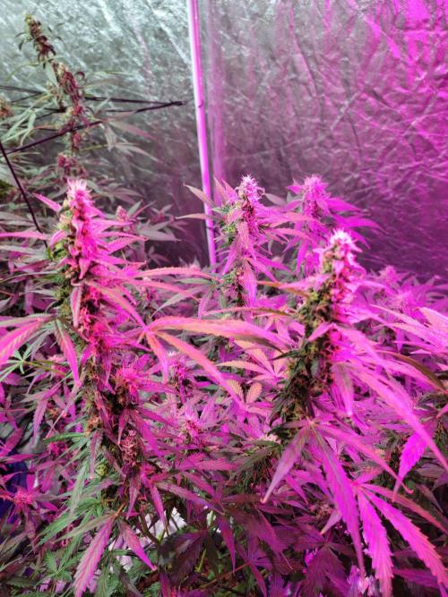 Bruce Banner Auto. Week 10