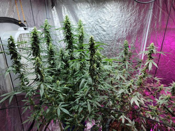Bruce Banner Auto. Week 10