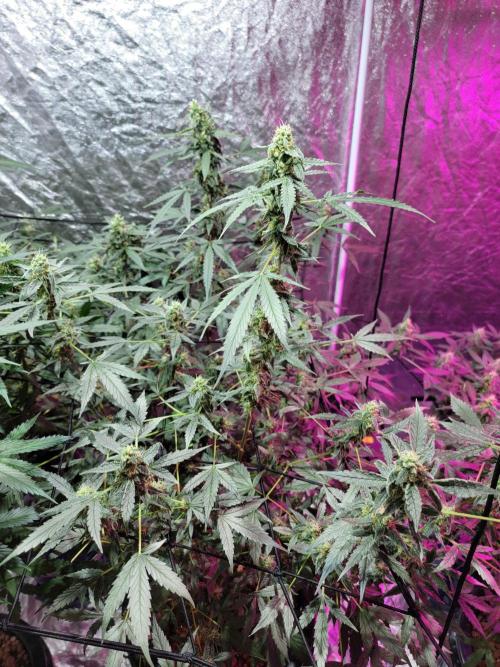 Bruce Banner Auto. Week 10