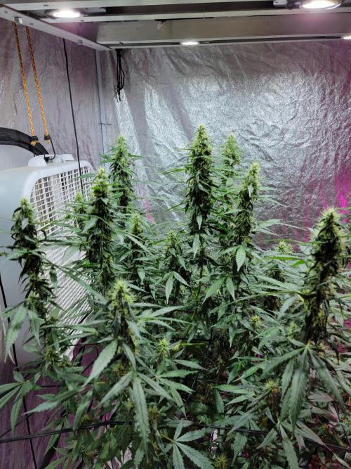 Bruce Banner Auto. Week 10