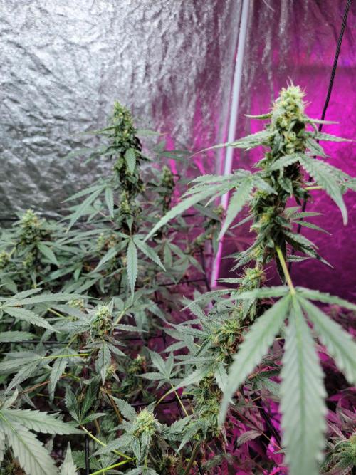 Bruce Banner Auto. Week 10