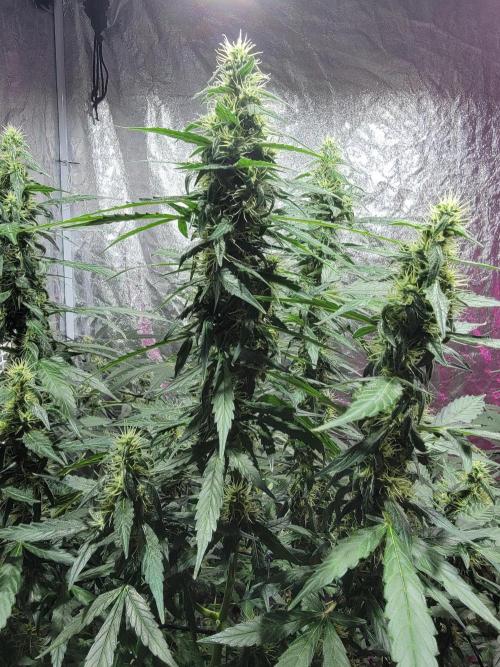 Bruce Banner Auto. Week 10