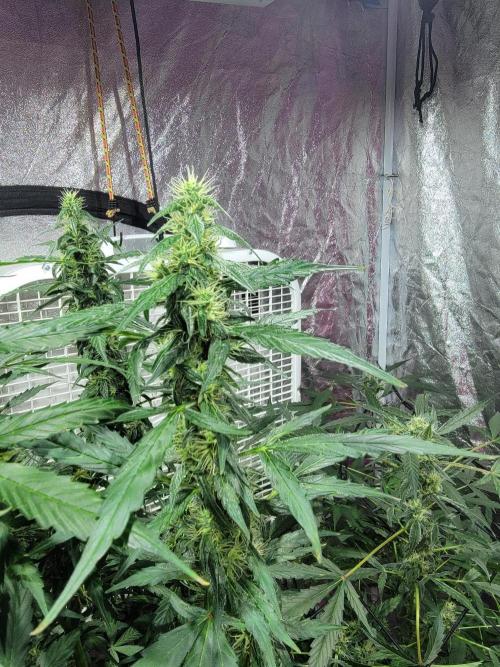 Bruce Banner Auto. Week 10