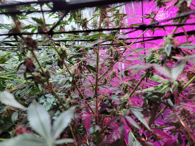 Bruce Banner Auto. Week 10