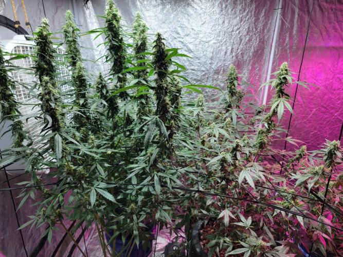 Bruce Banner Auto. Week 11
