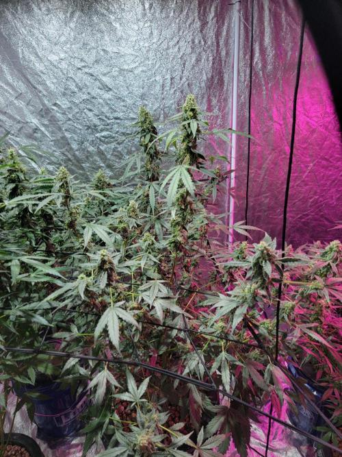Bruce Banner Auto. Week 11