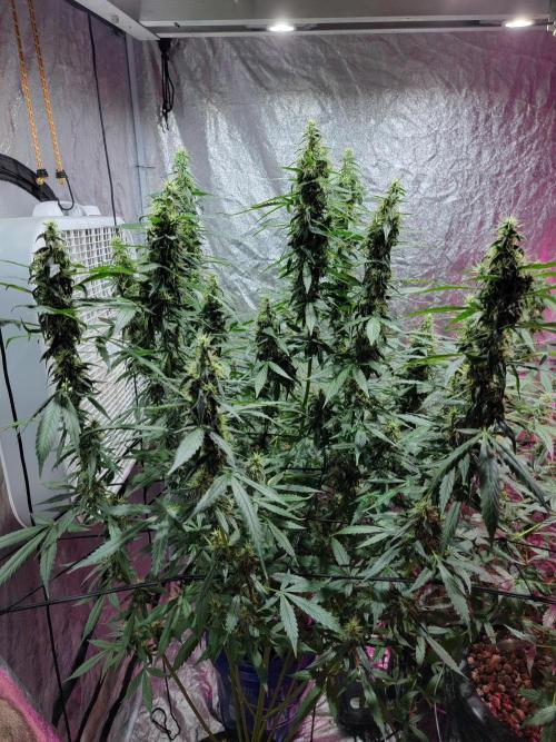 Bruce Banner Auto. Week 11