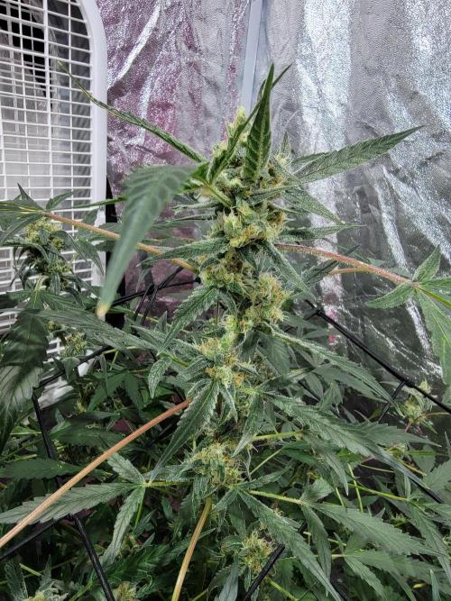 Bruce Banner Auto. Week 11