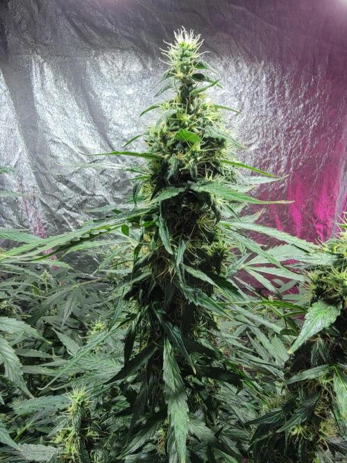 Bruce Banner Auto. Week 11