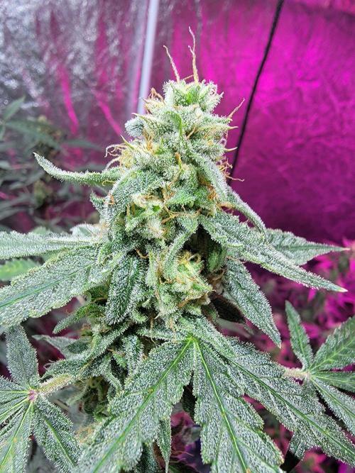 Bruce Banner Auto. Week 11
