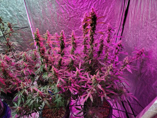 Bruce Banner Auto. Week 11