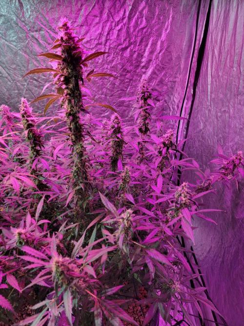 Bruce Banner Auto. Week 11