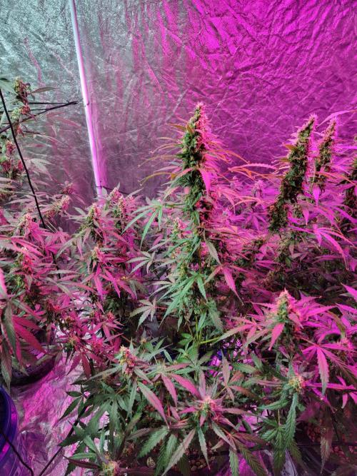 Bruce Banner Auto. Week 11