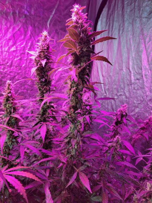Bruce Banner Auto. Week 11